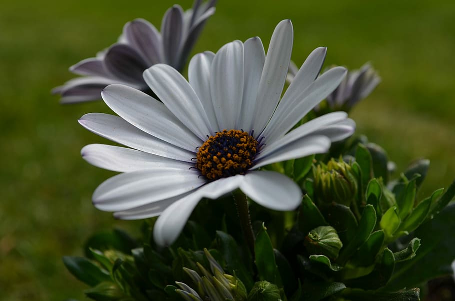 Gerbera, Flower, Blossom, Bloom, growth, nature, fragility HD wallpaper