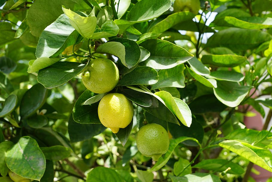 close-up photo of green fruits, lemon, tree, sour, lemon tree, HD wallpaper