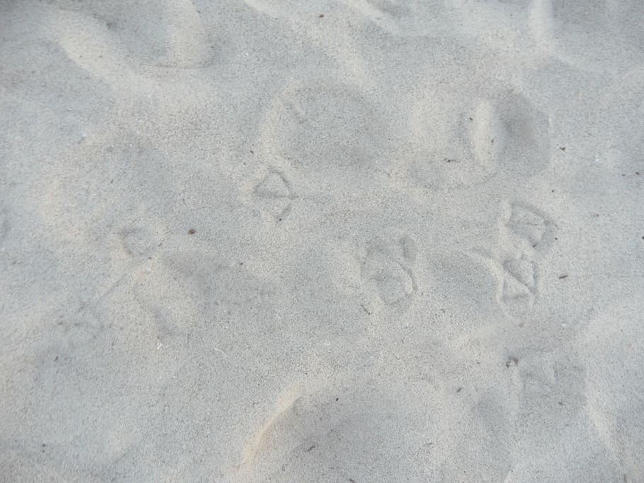 trace, traces, seagull trail, footprint, footprints, sand, beach, HD wallpaper