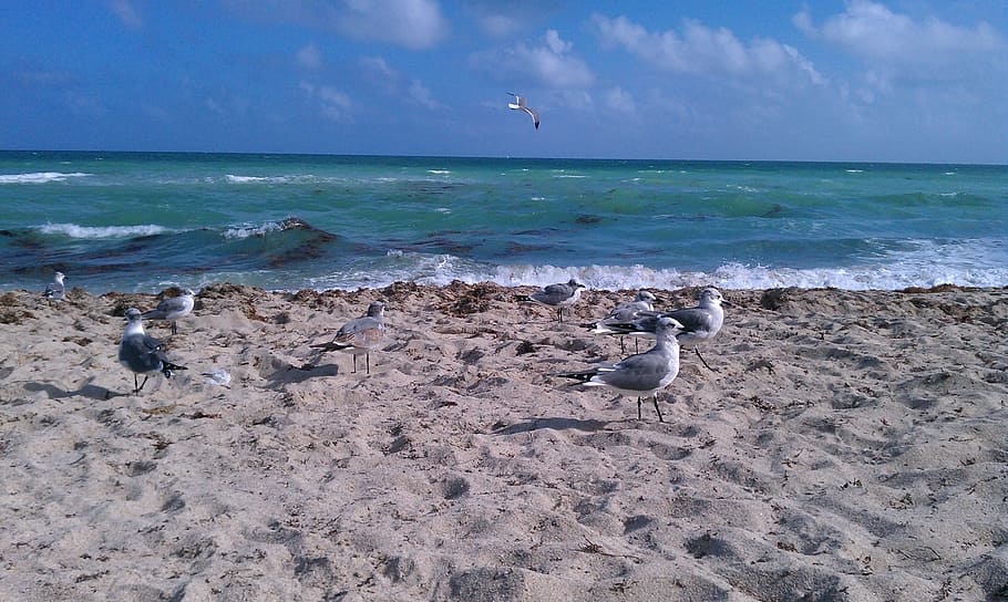 ocean, atlantic, seagulls, bird, sand, beach, clouds, sky, nature HD wallpaper
