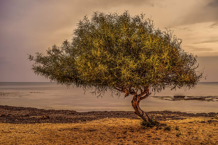 tree, sea, beach, seaweed, nature, afternoon, scenery, ayia thekla HD wallpaper