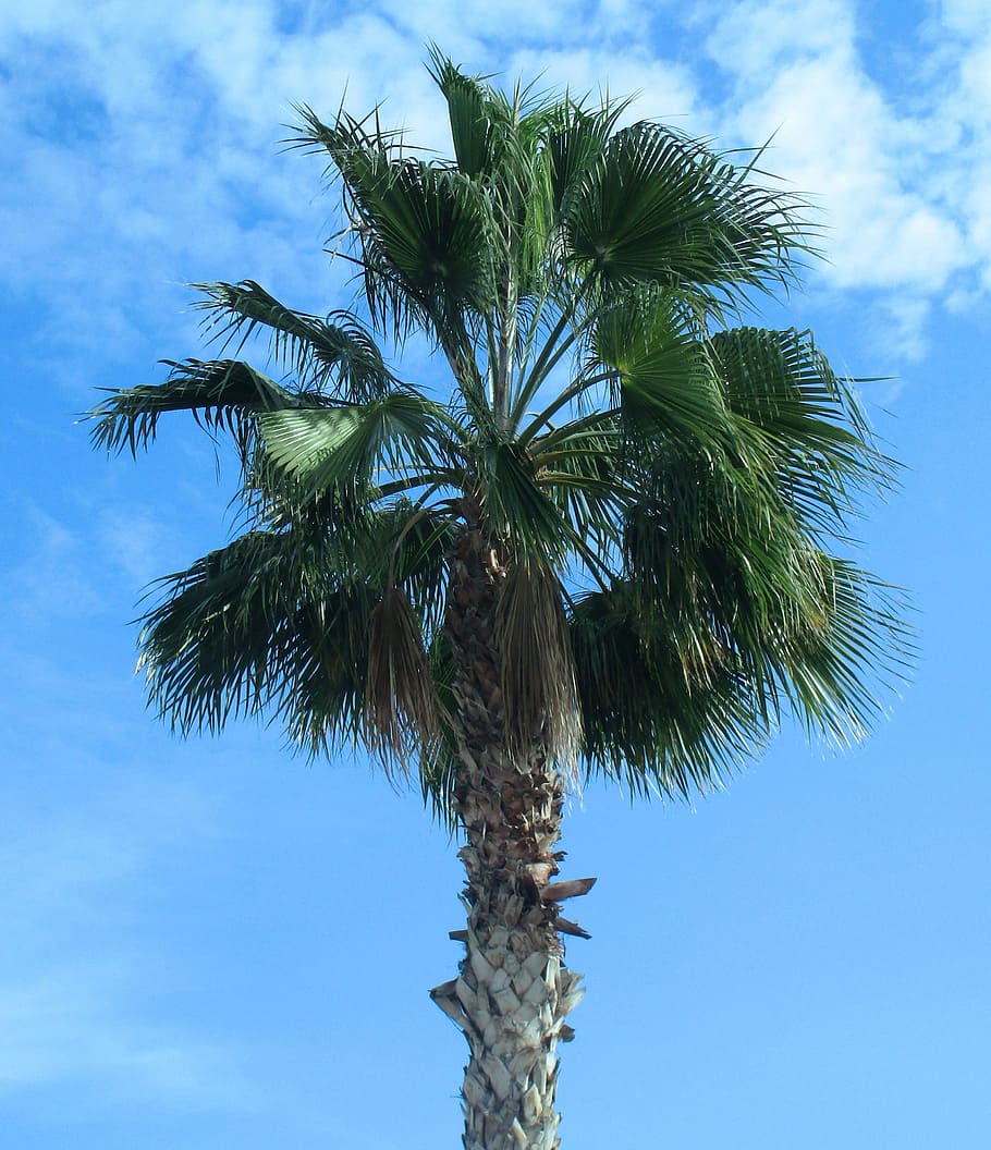 palm tree, nature, sky, beach, landscape, green, background HD wallpaper