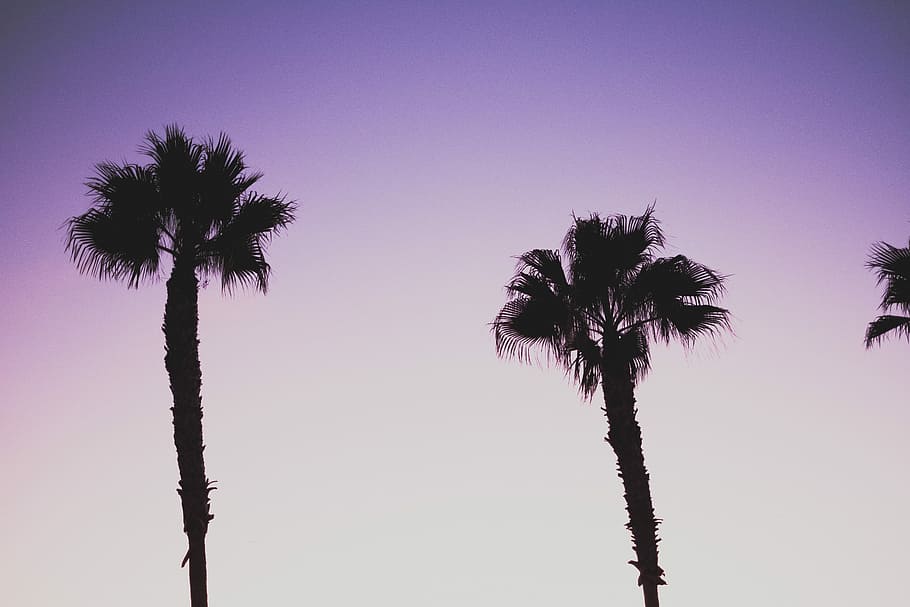 silhouette of coconut trees, palm tree, sky, beach, nature, outdoors HD wallpaper