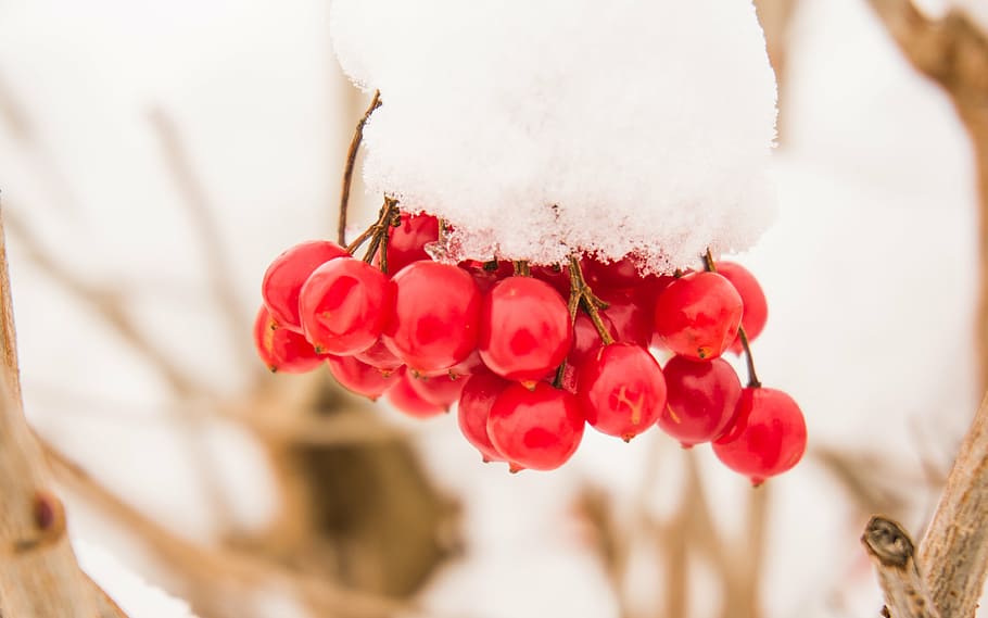 snow, dew, close, cold, white, fruit, snowy, winter's day, frost HD wallpaper