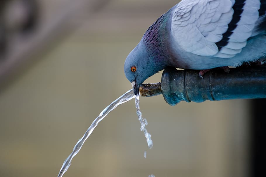 Pigeon drinking on water pipe, animal, bird, dove, snapshot, city