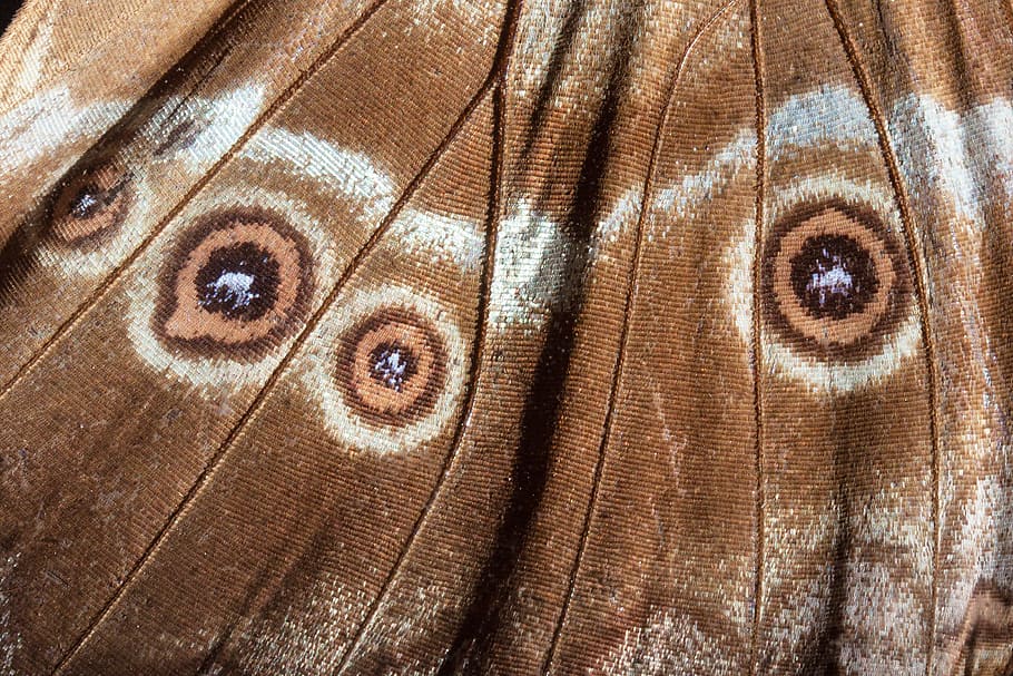 untitled, eyes, butterfly, exotic, south america, amazon, scale, HD wallpaper