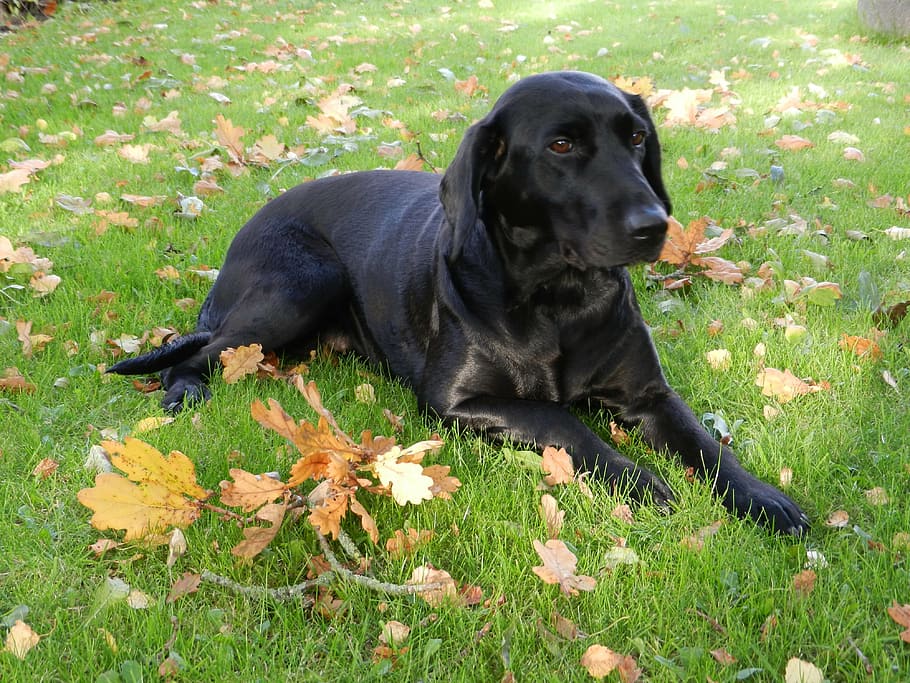 dog, labrador, formel1, bitch, black, one animal, domestic HD wallpaper