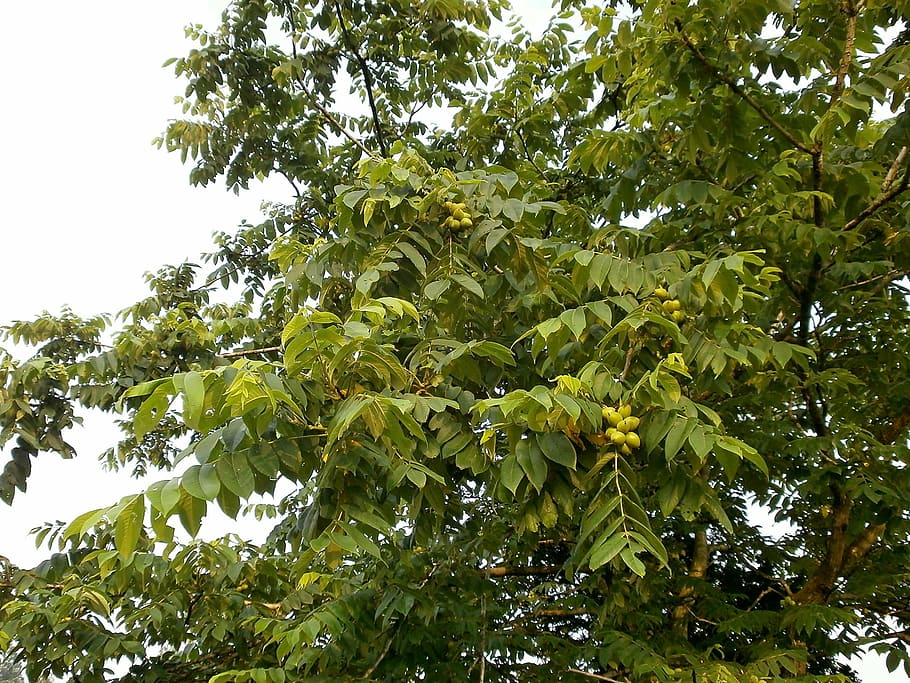 walnut trees, chopped walnuts, arboretum, blue fruit, nature HD wallpaper