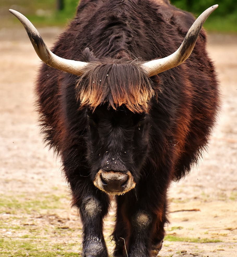 selective focus photograph of ox, aurochs, beef, cattle, horns
