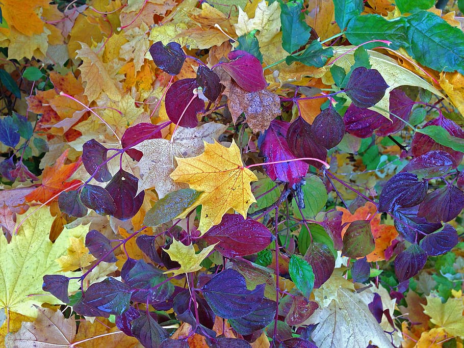 autumn, leaves, fall foliage, full frame, backgrounds, plant part HD wallpaper