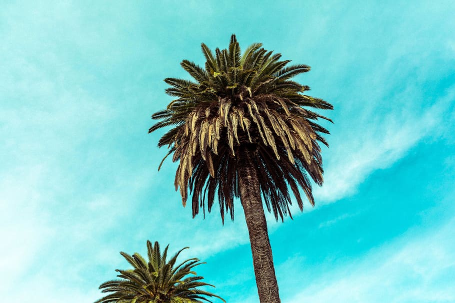 low angle photo of coconut tree, low angle photo of tree during daytime HD wallpaper