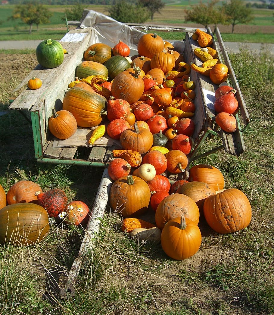 Pumpkin, Dare, Autumn, vegetable, orange Color, halloween, season HD wallpaper