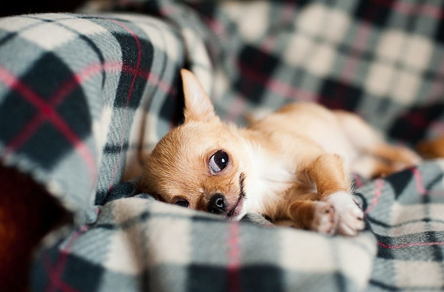 brown chihuahua at sofa, puppy, pet, dog, animal, small, funny, HD wallpaper