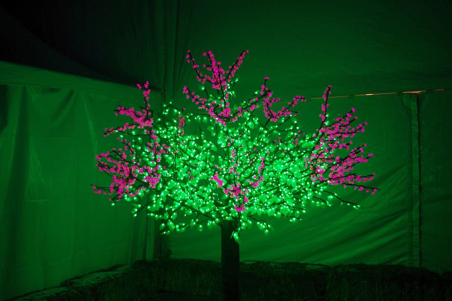 holiday, lights, tree, green, purple, green color, plant, night HD wallpaper