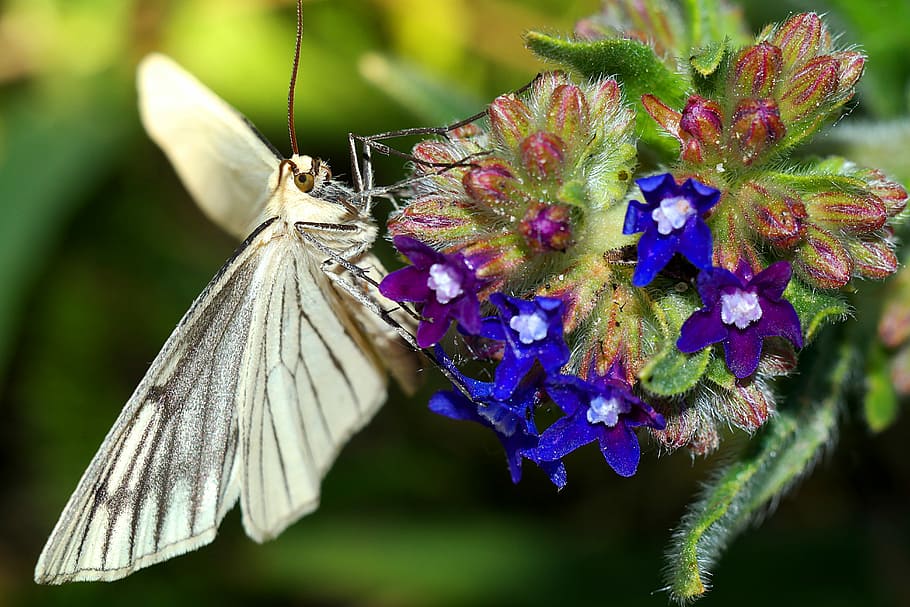 a moth, insect, nature, macro, flower, flowering plant, beauty in nature HD wallpaper