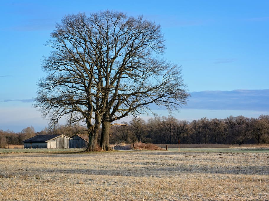 tree, individually, silhouette, nature, field, meadow, barn HD wallpaper