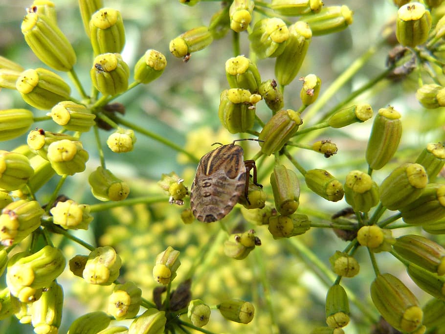 beetle, wild flower, seeds, bug, eyes, false eyes, insect, animal wildlife HD wallpaper