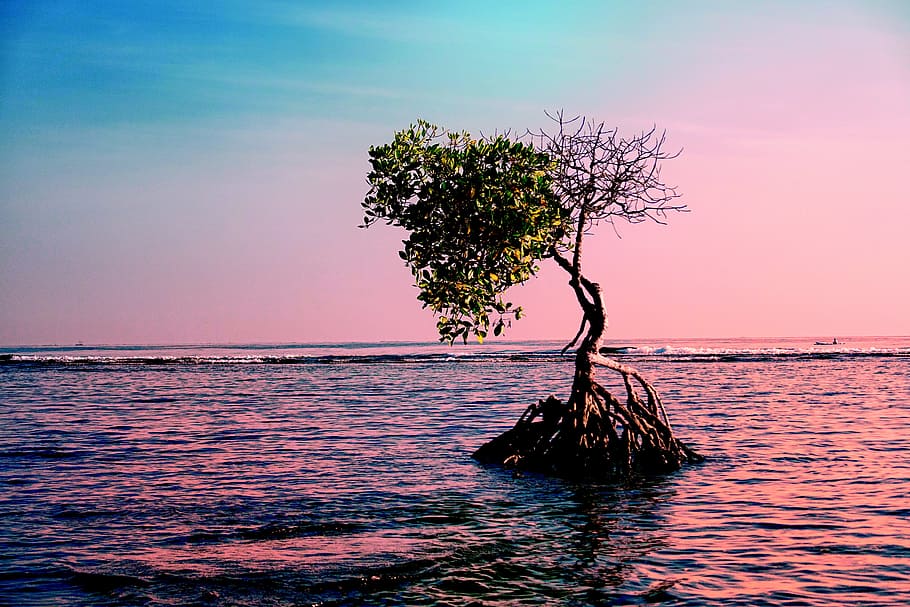 green tree in the middle of ocean, landscape, water, nature HD wallpaper