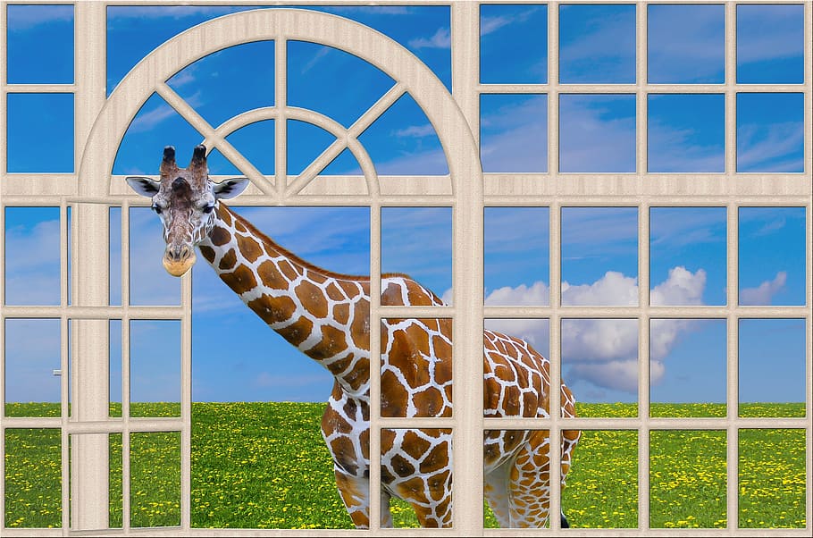 window, architecture, open, giraffe, curiosity, outlook, facade HD wallpaper