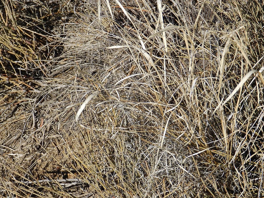 grass, dry, arid, nature, yellow, field, plant, brown, rural HD wallpaper