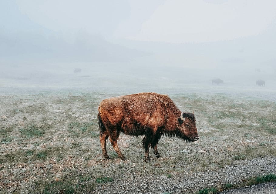 brown water buffalo on the field, bison, animal, snow, mammal HD wallpaper