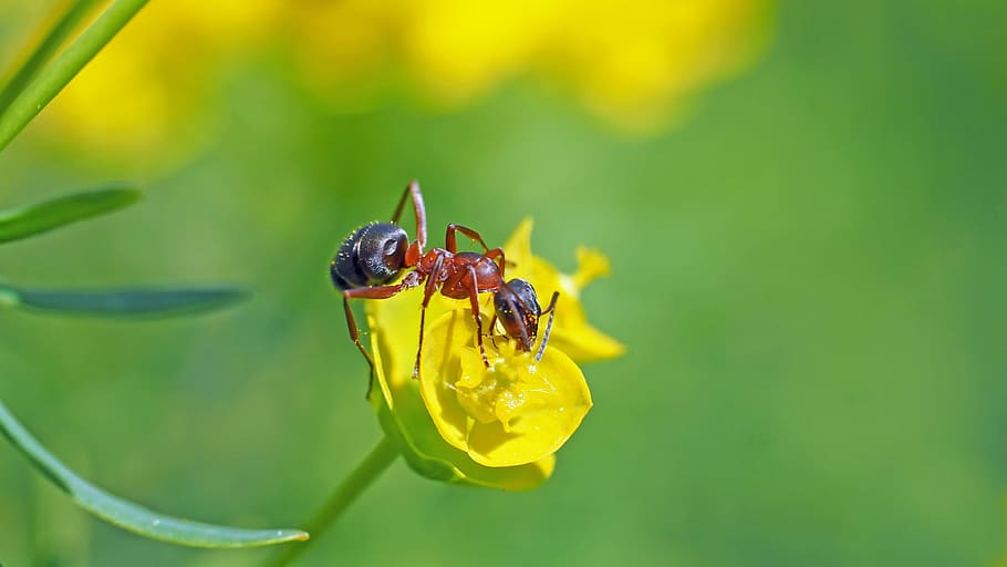 insect, nature, live, bee, animal, close-up, summer, green Color HD wallpaper