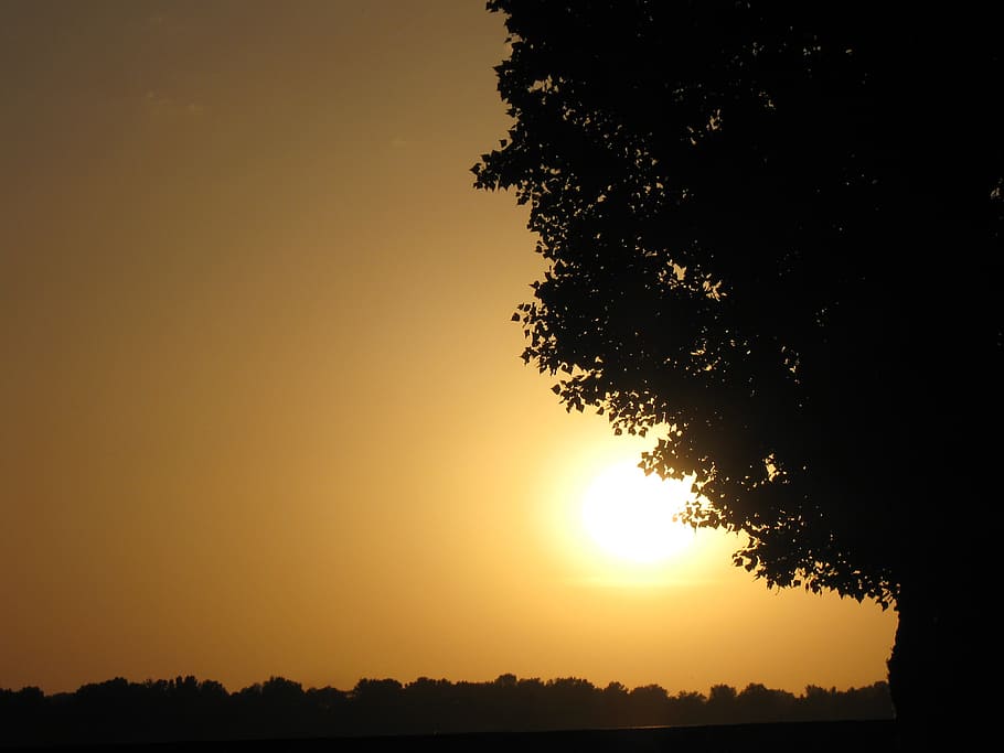 ukraine, tree, landscape, sunset, silhouette, sky, tranquility HD wallpaper