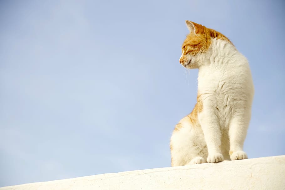 white and yellow cat on white plane, sky, animal, mammal, one animal HD wallpaper