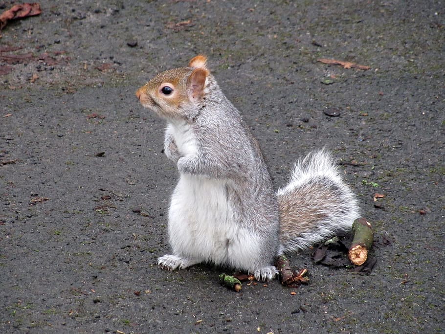 Squirrel, Scotland, Macro, Gray, park, uk, lively, nature, fauna HD wallpaper