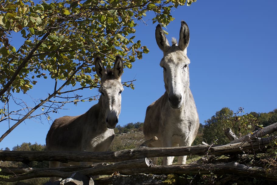 donkeys, field, animals, tree, plant, nature, animal themes HD wallpaper