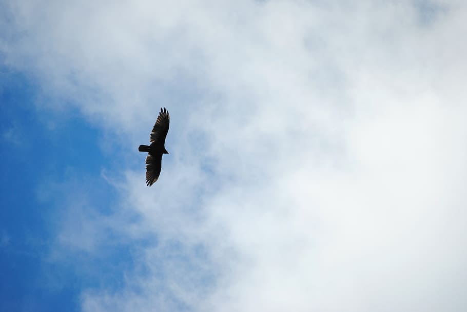 soar, bird, sky, blue sky, calm, outside, flying, low angle view HD wallpaper