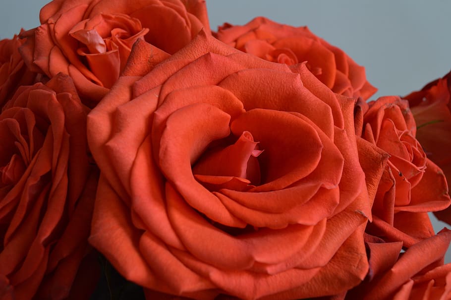 rose, flower, red, decorative, nature, bunch, present, gift HD wallpaper