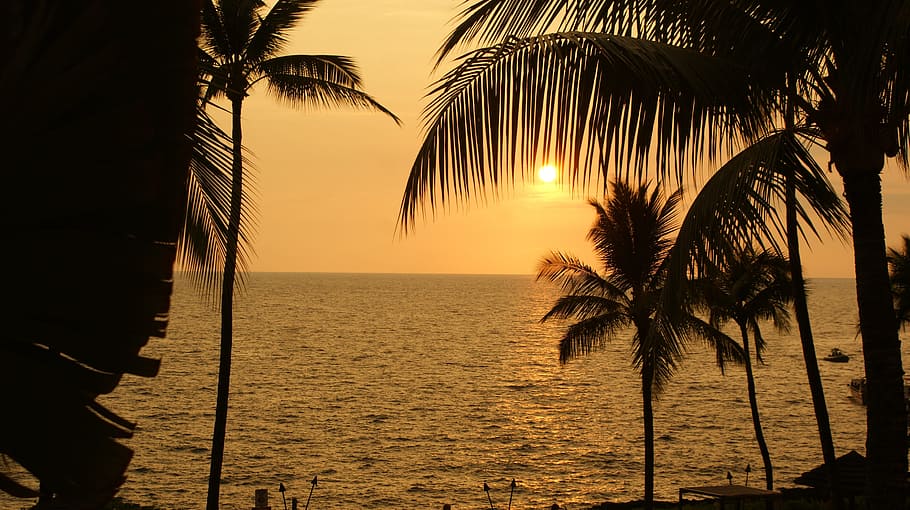 beach, nature, sunset, vacation, palm, palm trees, sunrise HD wallpaper