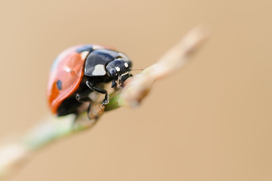 ladybug, insect, macro, invertebrate, close-up, animal themes HD wallpaper
