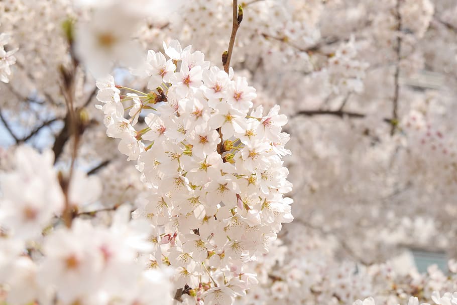 flowers, spring, spring flowers, plants, cherry flowers, sakura HD wallpaper