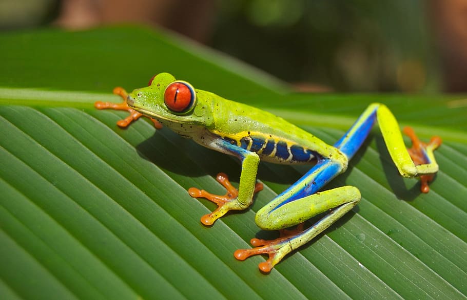 green and yellow frog on green leaf, tree frog, red eyed, amphibian, HD wallpaper