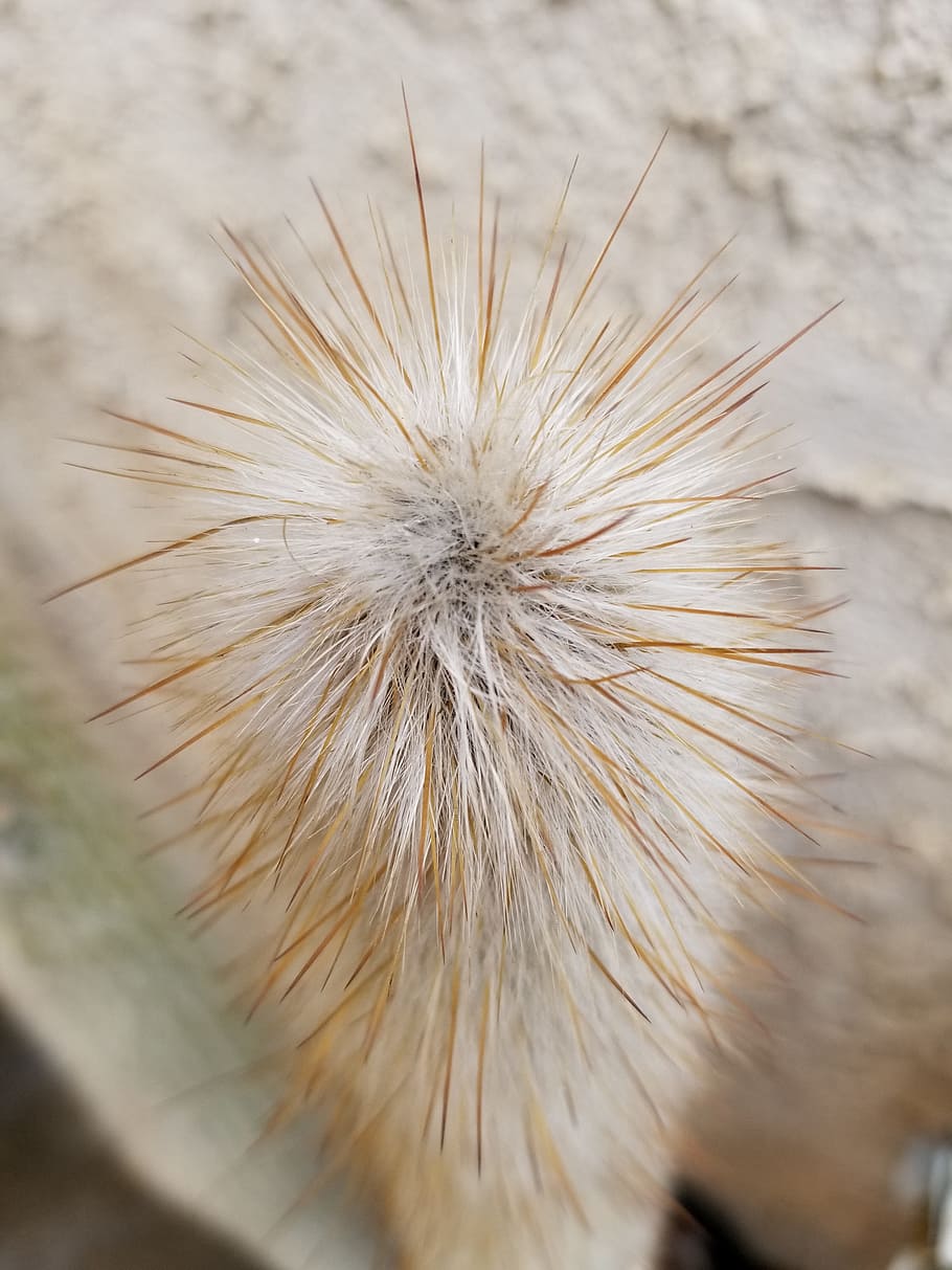 white, cactus, top down view, prickly, plant, spines, close-up HD wallpaper
