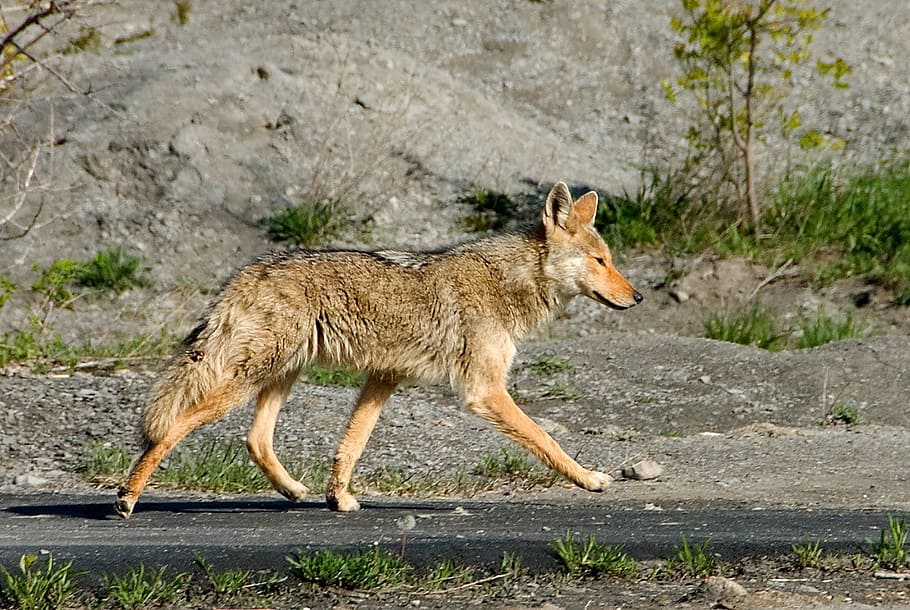 yellowstone wolf on asphalt road, coyote, penn, dixie, hamburg HD wallpaper