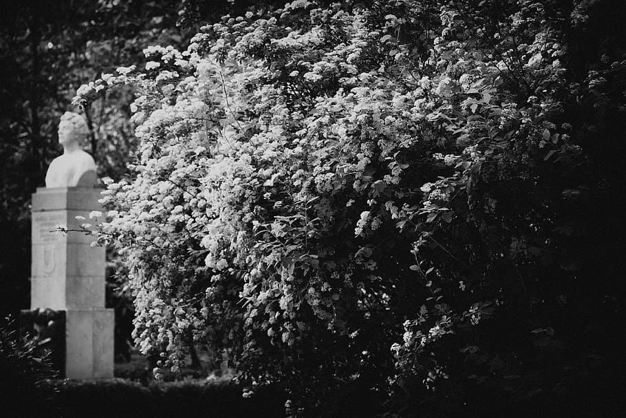 Blossom, black and white, monochrome, old, architecture And Buildings HD wallpaper