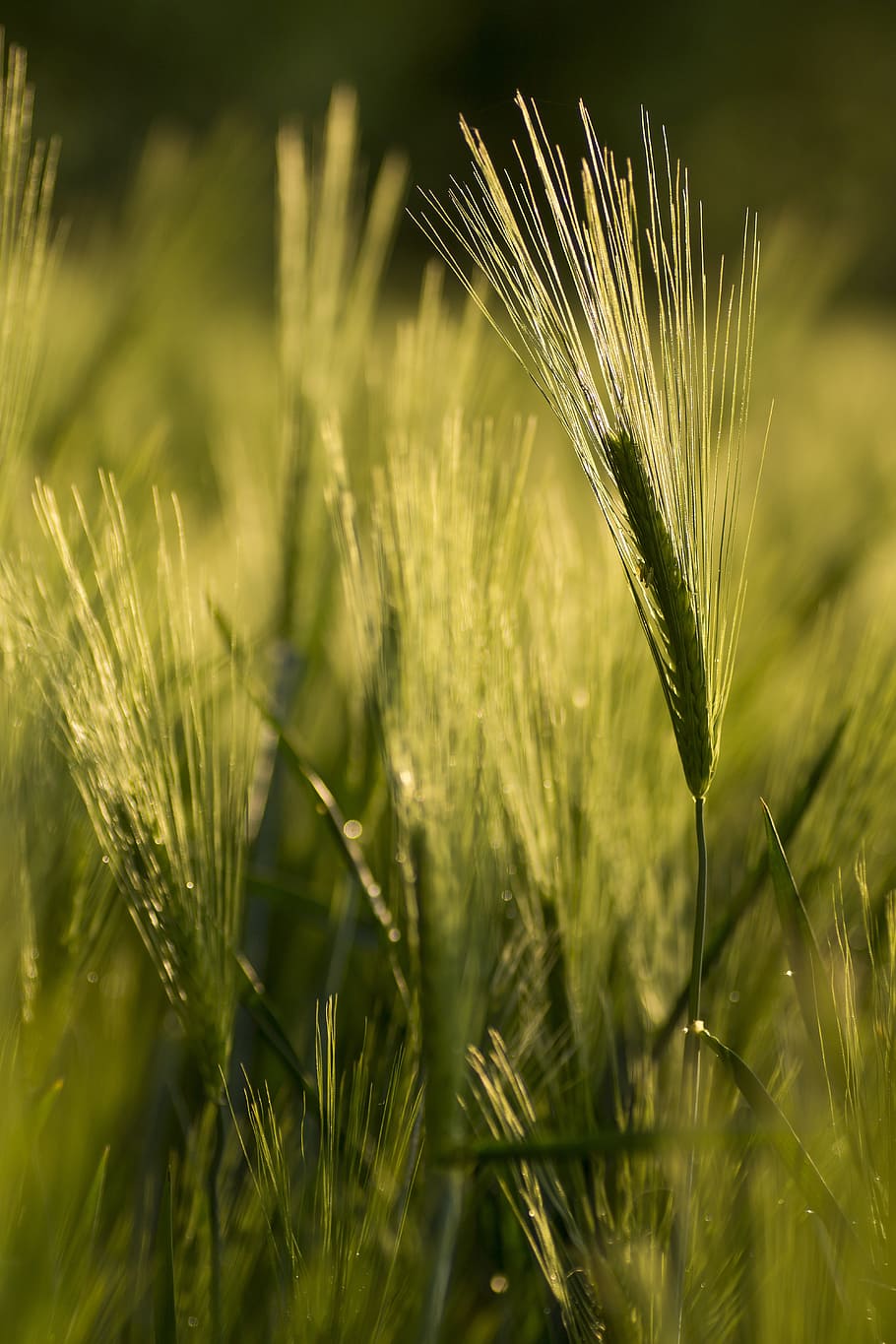 wheat, cereals, green, ecologically, wheat field, grain, cornfield HD wallpaper