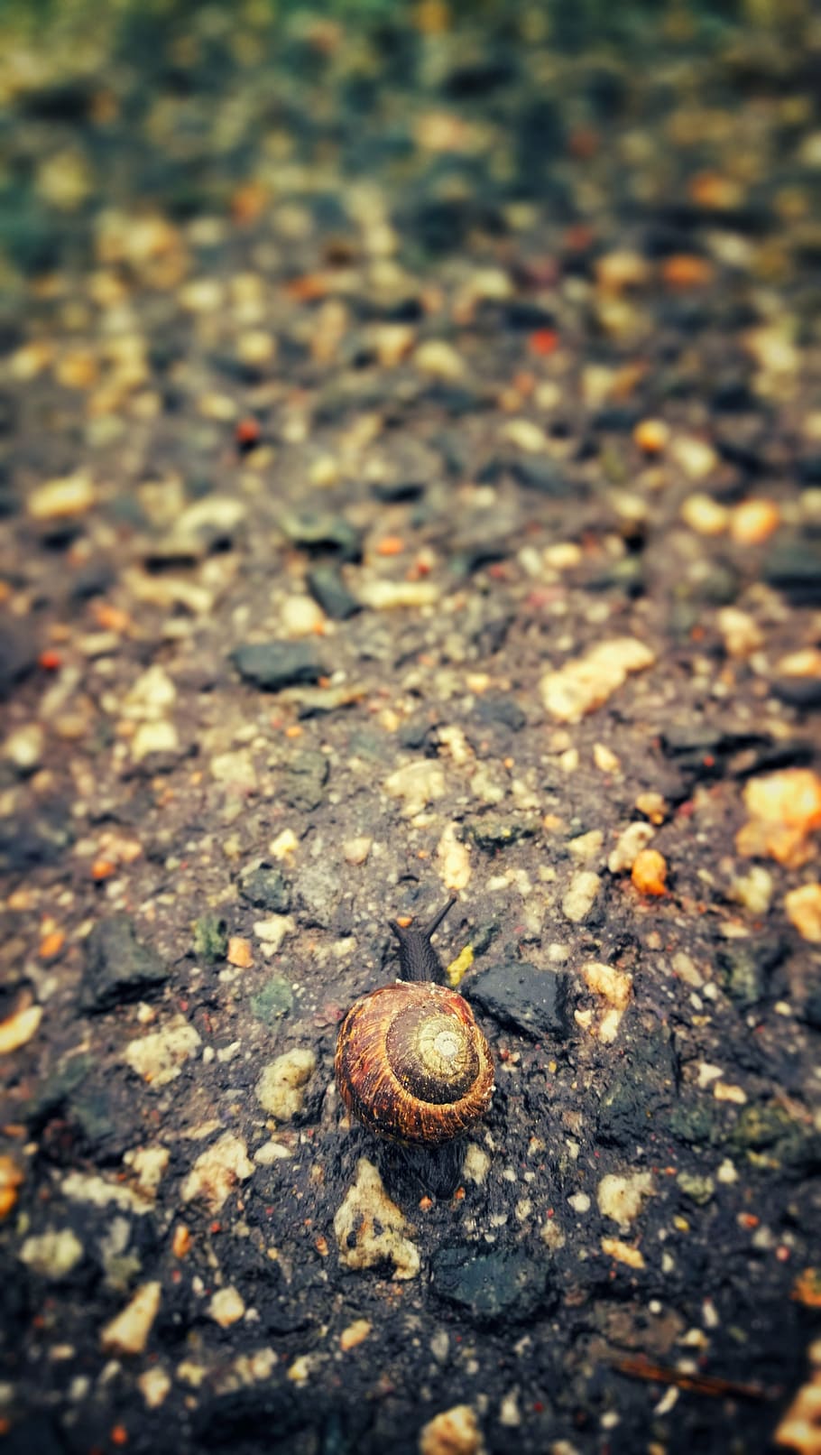 snail, rain, the land, animal themes, one animal, animal wildlife HD wallpaper