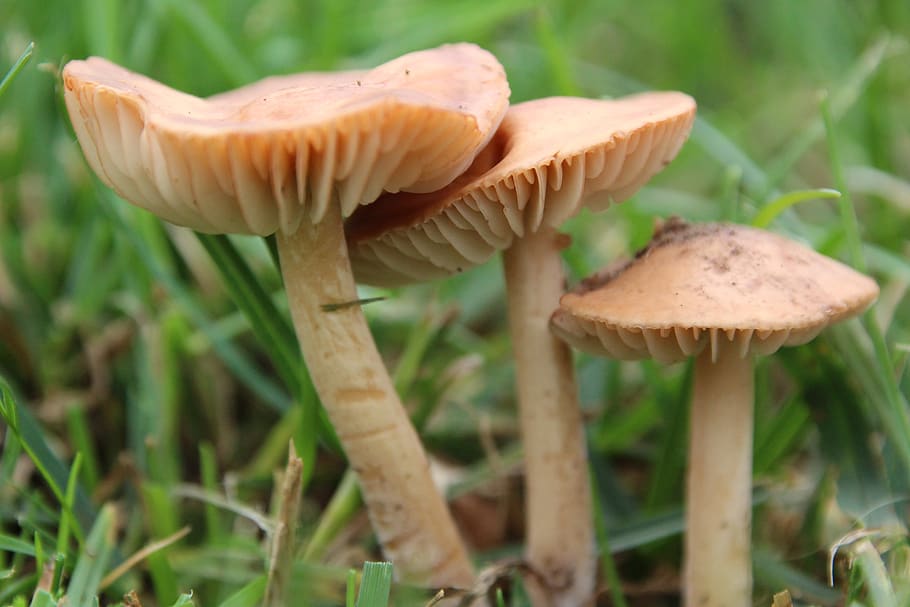 mushrooms, rush, lamellar, fungus, vegetable, food, growth HD wallpaper