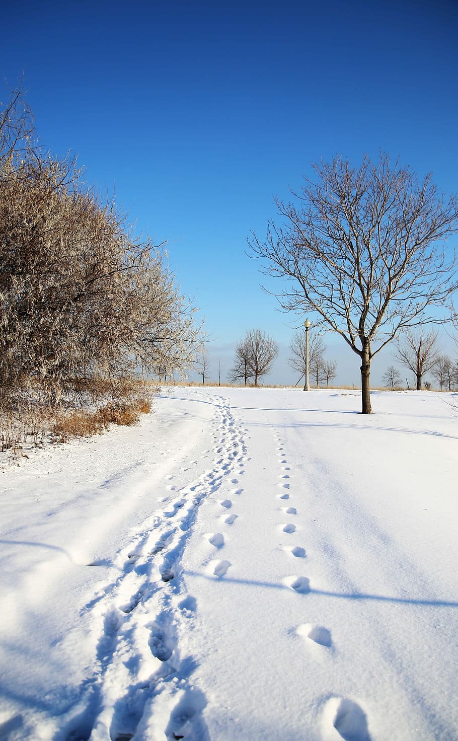 Chicago, Winter, Snow, Path, Road, trails, cold temperature HD wallpaper