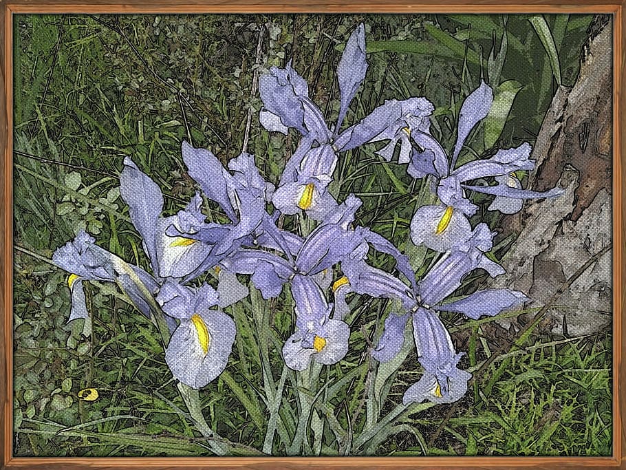 flower, painting, iris, art, plant, growth, flowering plant HD wallpaper