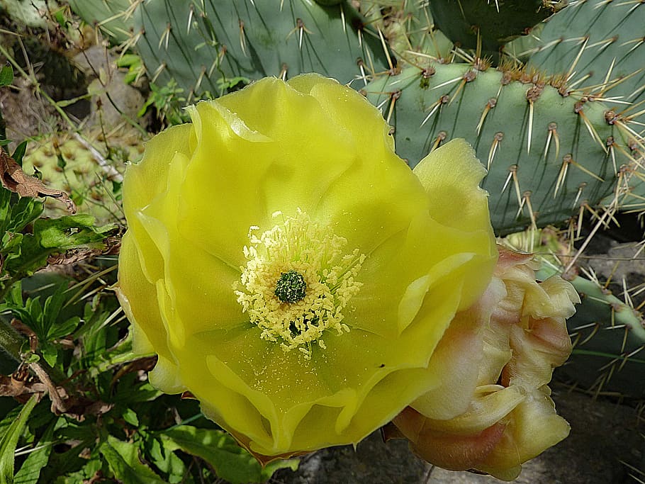 Cactus, Botany, Succulent, Thorns, green, wild flowers, yellow flower HD wallpaper