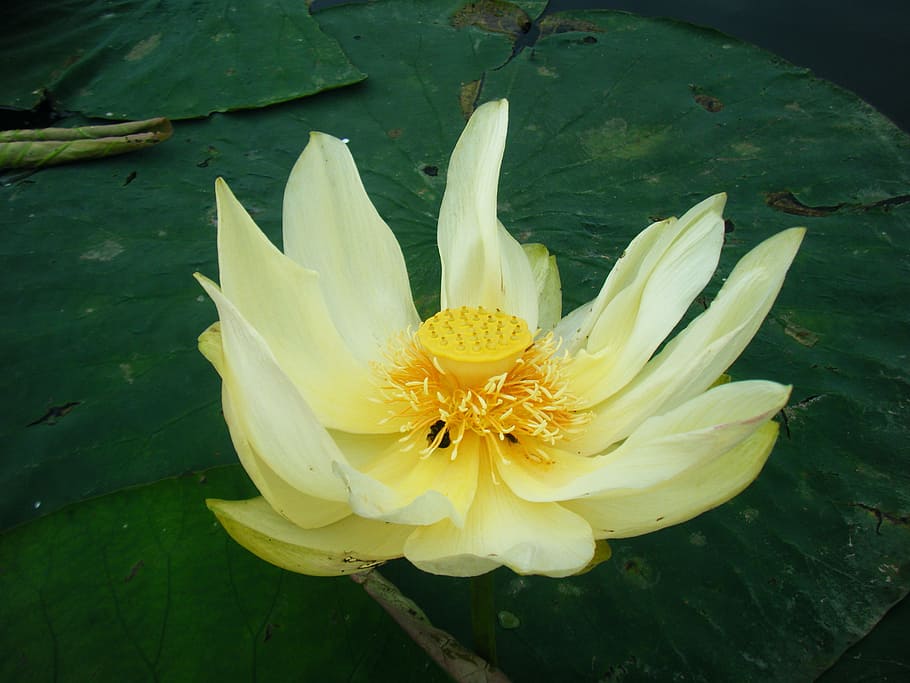lotus, flower, water, flowering plant, vulnerability, fragility HD wallpaper