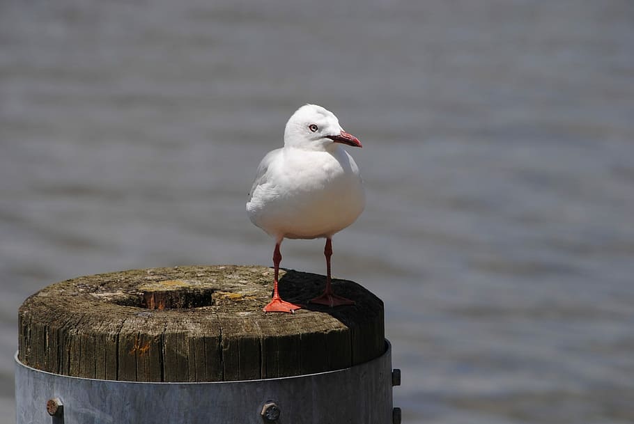 Seagull, Bird, Standing, Pier, Water, ocean, nautical, marine HD wallpaper