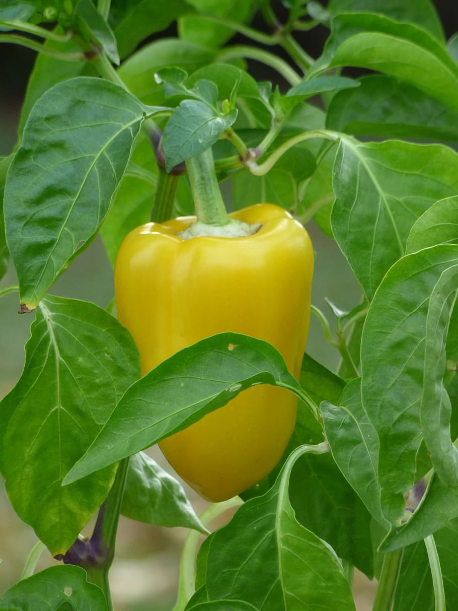 Pepper, Vegetable, Yellow, kitchen, food, freshness, leaf, organic HD wallpaper