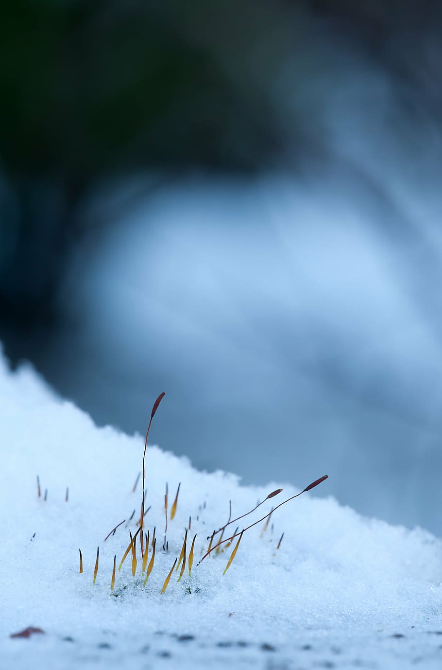 macro photo of snow, moss spores, winter, cold, wintry, snow magic HD wallpaper