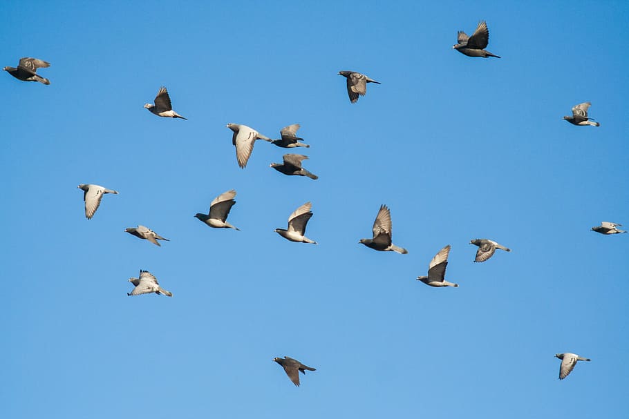 HD wallpaper: Bird, Swarm, Fly, Pigeons, sky, birds, wing, animal, dove ...